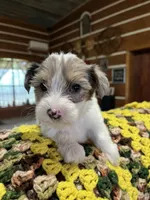 Archie, a male Yorkshire Terrier for sale in Hattieville, AR – 3 of 9