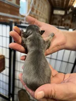 Romeo, a male Chorkie for sale in Hattieville, AR – 2 of 2