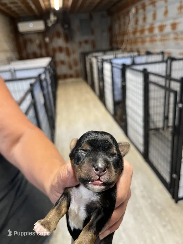 Boudreaux  – Yorkshire Terrier puppy for sale in Hattieville, AR