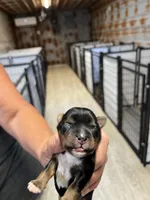 Boudreaux , a male Yorkshire Terrier for sale in Hattieville, AR – 1 of 2