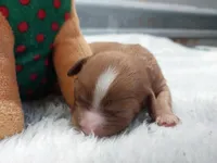 Ruby, a female Cavalier King Charles Spaniel for sale in Hattieville, AR – Photo 2 of 3