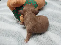 Ruby, a female Cavalier King Charles Spaniel for sale in Hattieville, AR – Photo 3 of 3