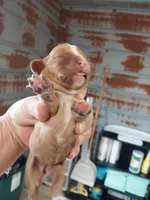 Ruby, a female Cavalier King Charles Spaniel for sale in Hattieville, AR – Photo 1 of 3