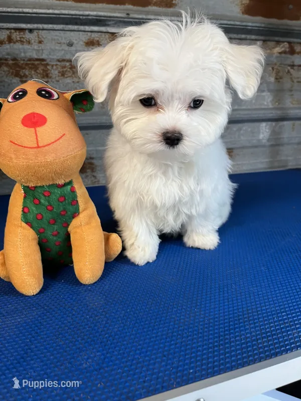 Josh – Maltese puppy for sale in Hattieville, AR
