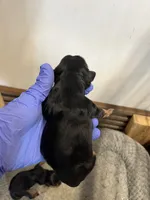 Vanna, a female Cavalier King Charles Spaniel for sale in Hattieville, AR – 5 of 5