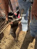 Winona, a female Boston Terrier for sale in Hattieville, AR – Photo 3 of 3