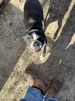 Winona, a female Boston Terrier for sale in Hattieville, AR – Photo 2 of 3