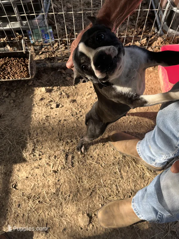 Winona – Boston Terrier puppy for sale in Hattieville, AR