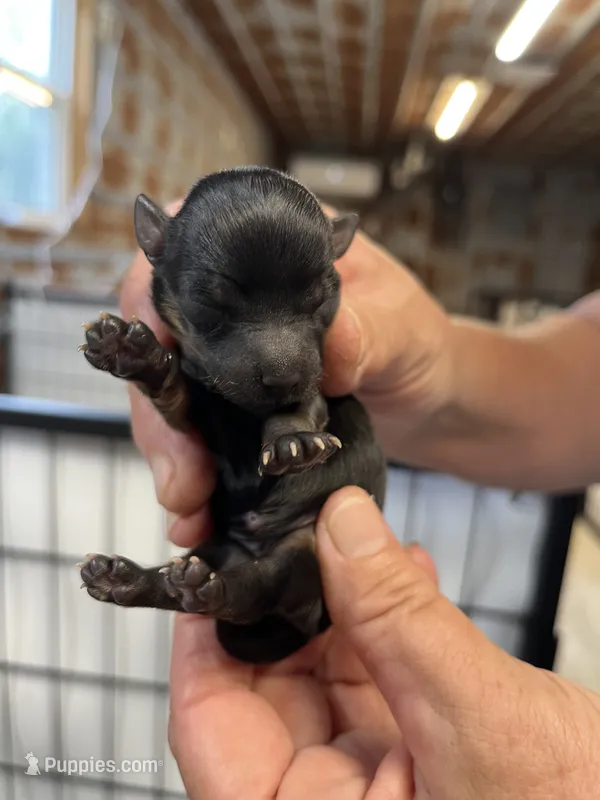 Fancy – Chorkie puppy for sale in Hattieville, AR