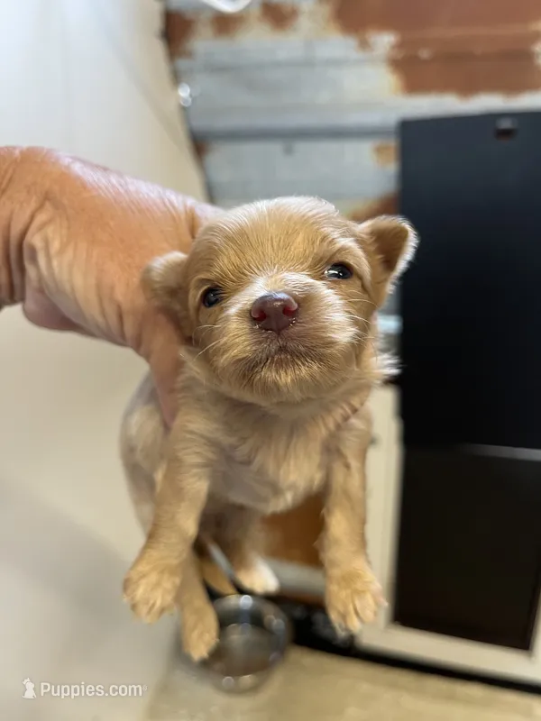 Pete – Chorkie puppy for sale in Hattieville, AR