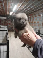 Raven, a female Pomeranian for sale in Hattieville, AR – Photo 5 of 5