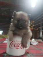 Raven, a female Pomeranian for sale in Hattieville, AR – Photo 2 of 5