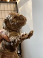 Randy, a male Cocker Spaniel for sale in Hattieville, AR – 4 of 8
