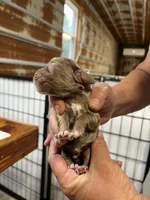 Randy, a male Cocker Spaniel for sale in Hattieville, AR – 3 of 3