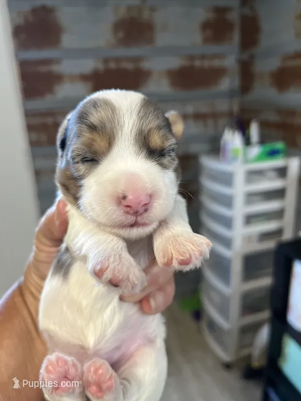Archie – Yorkshire Terrier puppy for sale in Hattieville, AR