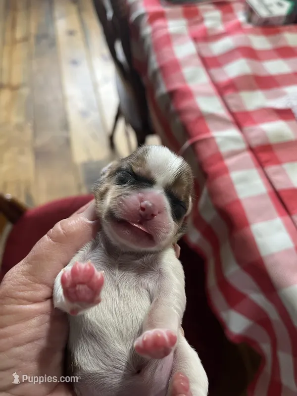 Sally, a female Shorkie for sale in Hattieville, AR – Photo 1 of 2