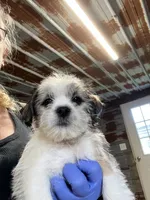 Mo, a male Shorkie for sale in Hattieville, AR – 2 of 7