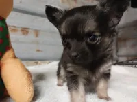 Benny, a male Chihuahua for sale in Hattieville, AR – Photo 2 of 3