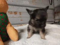 Benny, a male Chihuahua for sale in Hattieville, AR – Photo 1 of 3