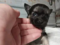 Benny, a male Chihuahua for sale in Hattieville, AR – Photo 3 of 3