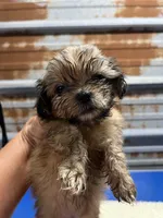 Feona, a female Shih Tzu for sale in Hattieville, AR – 2 of 3