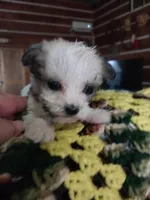 Jade, a female Yorkshire Terrier for sale in Hattieville, AR – Photo 3 of 9