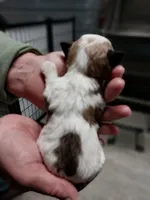 Jade, a female Yorkshire Terrier for sale in Hattieville, AR – Photo 7 of 9