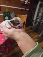 Jade, a female Yorkshire Terrier for sale in Hattieville, AR – Photo 8 of 9