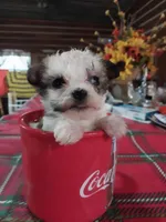 Jade, a female Yorkshire Terrier for sale in Hattieville, AR – Photo 1 of 9