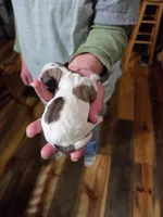 Jade, a female Yorkshire Terrier for sale in Hattieville, AR – Photo 9 of 9