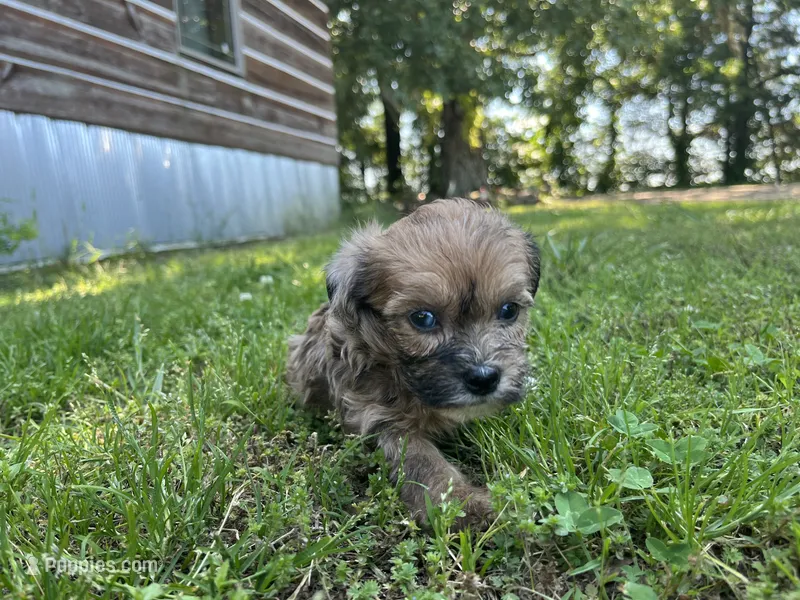 Robby – Yorkipoo, Yorkshire Terrier puppy for sale in Hattieville, AR