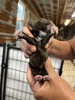 Brandy, a female Cocker Spaniel for sale in Hattieville, AR – 2 of 3