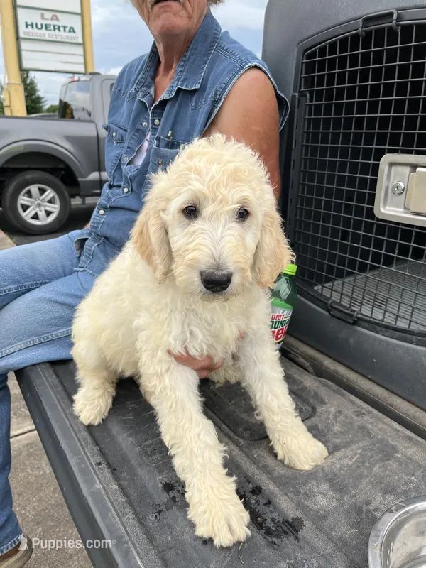 Samson – Goldendoodle puppy on hold in Hattieville, AR