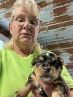 Gus, a male Yorkshire Terrier for sale in Hattieville, AR – 2 of 2