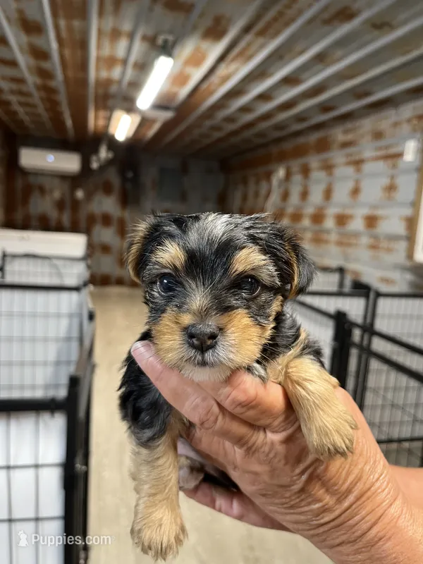 Gus – Yorkshire Terrier puppy for sale in Hattieville, AR