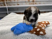 Curly, a male Shorkie for sale in Hattieville, AR – 6 of 10
