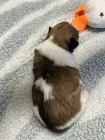 Larry, a male Shorkie for sale in Hattieville, AR – 8 of 8