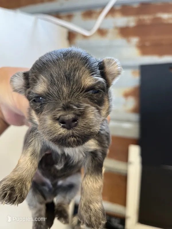 Romeo – Chorkie puppy for sale in Hattieville, AR