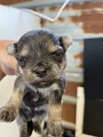 Romeo, a male Chorkie for sale in Hattieville, AR – 6 of 9