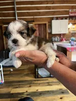 Larry, a male Shorkie for sale in Hattieville, AR – 4 of 8