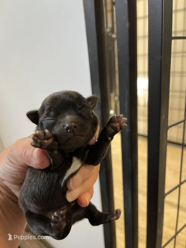 Reba – Chihuahua puppy for sale in Hattieville, AR