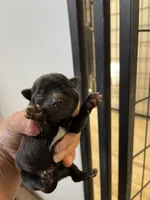 Reba, a female Chihuahua for sale in Hattieville, AR – Photo 1 of 3