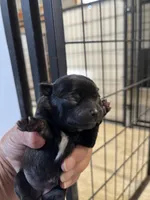 Reba, a female Chihuahua for sale in Hattieville, AR – Photo 2 of 3