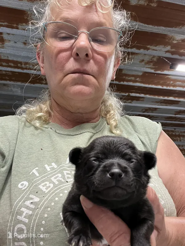 Reba – Chihuahua puppy on hold in Hattieville, AR