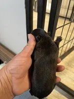 Reba, a female Chihuahua for sale in Hattieville, AR – Photo 3 of 3