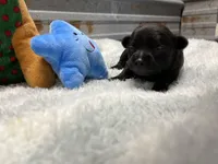 Reba, a female Chihuahua for sale in Hattieville, AR – 3 of 6