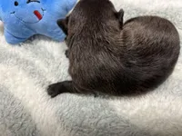 Reba, a female Chihuahua for sale in Hattieville, AR – 2 of 6