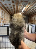 Brianna, a female Pomeranian for sale in Hattieville, AR – 2 of 2