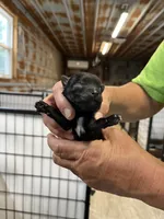 Todd, a male Pomeranian for sale in Hattieville, AR – 1 of 3