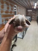 Pauly, a male Cocker Spaniel for sale in Hattieville, AR – Photo 7 of 8